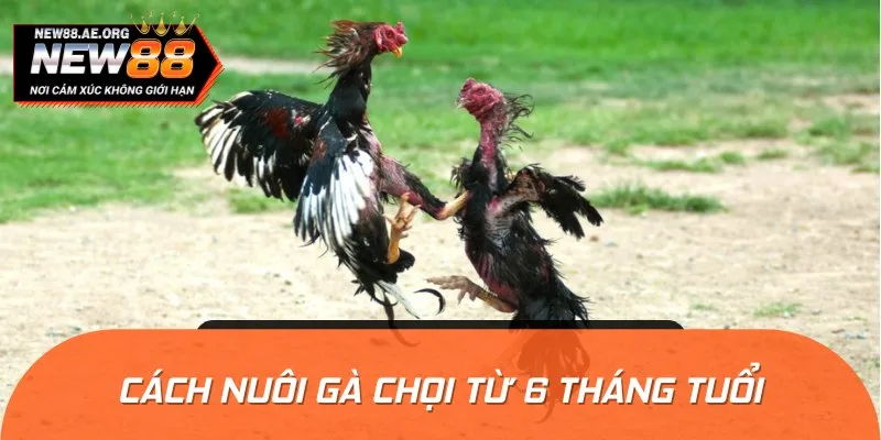 Chỉ dẫn cách nuôi gà chọi và huấn luyện từ 6 tháng