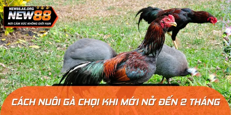 Hướng dẫn cách nuôi gà chọi ở giai đoạn mới nở cho đến 2 tháng tuổi