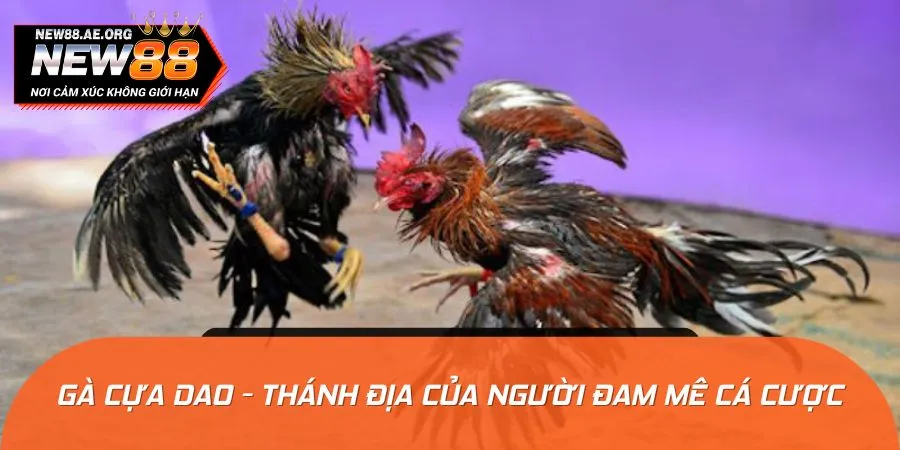 Chiến kê cựa dao là đỉnh cao trong giới cược thủ