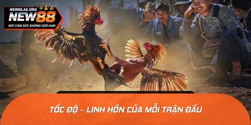 Sân chơi đá gà cựa sắt siêu tốc độ