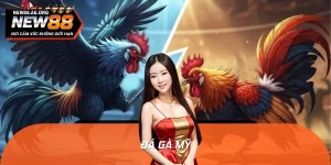 Bí Mật Trường Đá Gà Mỹ: Nơi Máu Lửa & Danh Vọng Giao Thoa