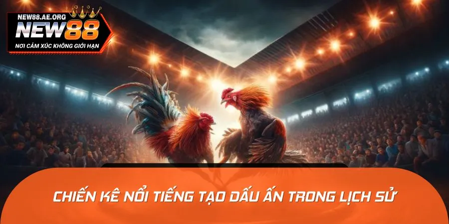 Sàn đấu quy tụ những chú gà chiến dũng mãnh