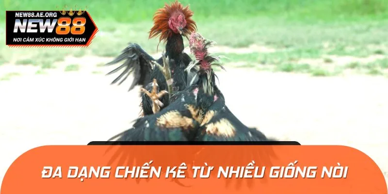 Các chiến kê quy tụ tại đây đều là những con gà chiến tài ba