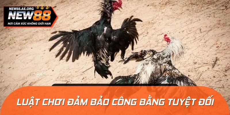 Luật chơi tại trường đấu Savan luôn được đảm bảo công bằng