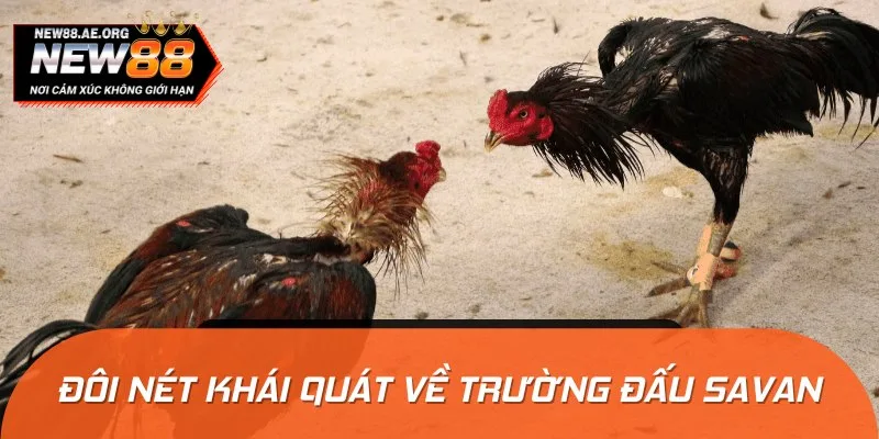 Trường đấu Savan hay còn được biết đến là Savan Vegas